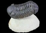 Morocops Trilobite - Foum Zguid, Morocco #67885-1